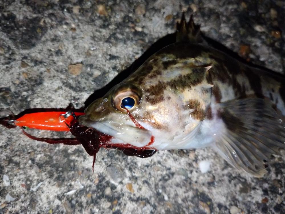 makopenでメバルプラッギング