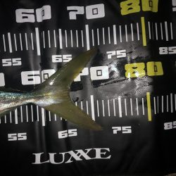 夕まずめにメジロ