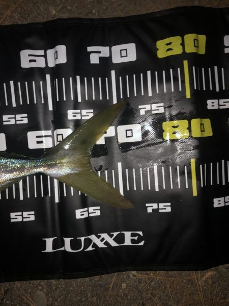 夕まずめにメジロ