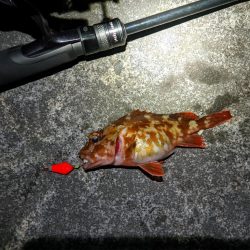 遂に水温は11℃台へ