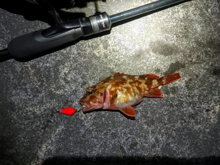 遂に水温は11℃台へ