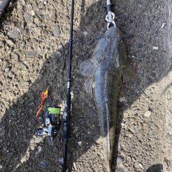 困った時のフラットフィッシュ