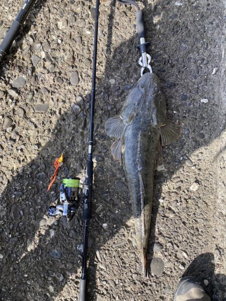 困った時のフラットフィッシュ