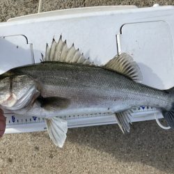 体高ありました！