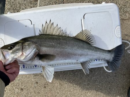 体高ありました！