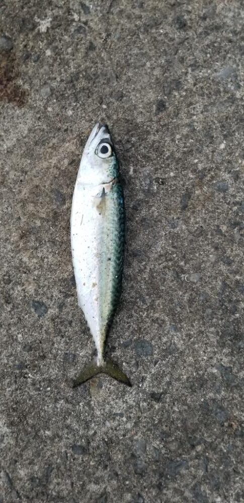 初島漁港から湯浅まで。アジング