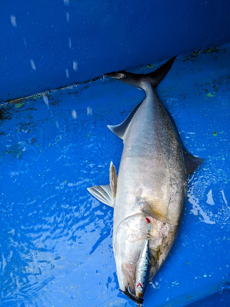 やりました！カンパチ3kgオーバー！！