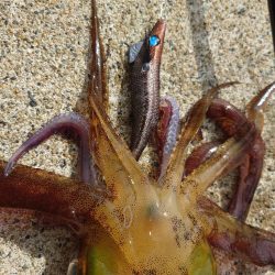 デイエギングガイドin対馬