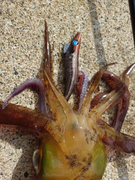 デイエギングガイドin対馬