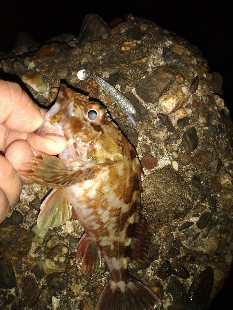 ちょい釣り20230203