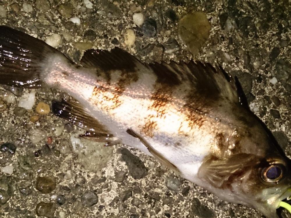 風がやんだのでライトゲーム