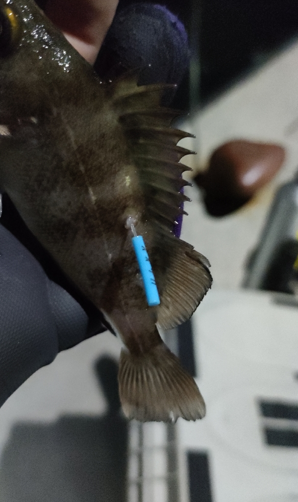 相変わらず渋い阪南ライトソルト