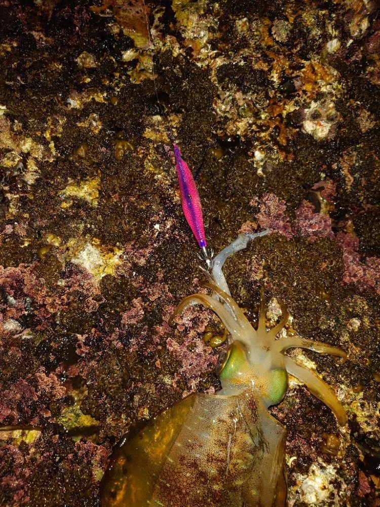 激渋エギングin対馬