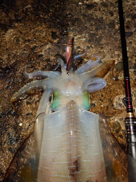 凪エギングin対馬