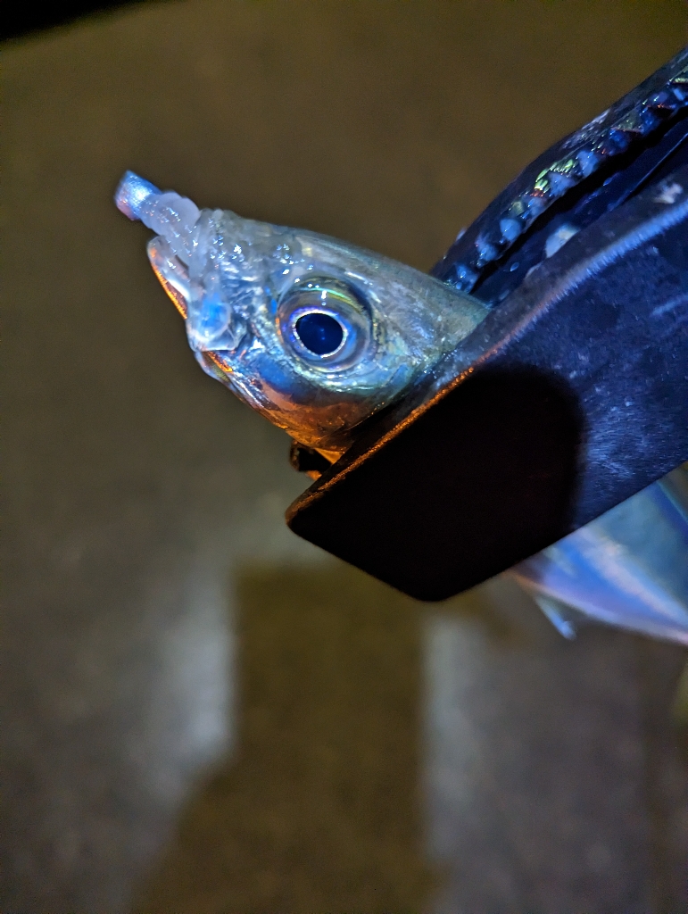 陸っぱり釣行記