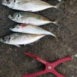 尺大漁。今季最大あり！