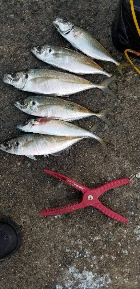 尺大漁。今季最大あり！