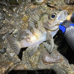 イベント的メバリング