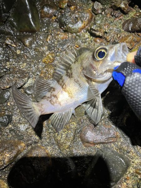 イベント的メバリング