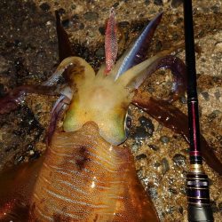 月夜エギングin対馬