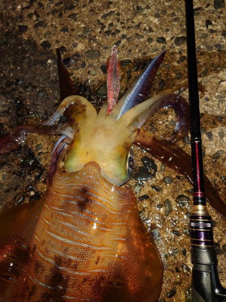 月夜エギングin対馬