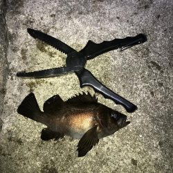 久しぶりにメバル