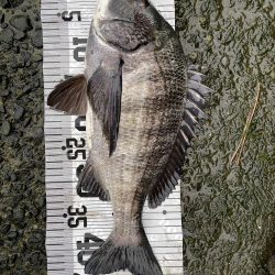 イチノ兄弟（兄）釣果！