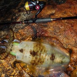 雨風エギングガイドin対馬