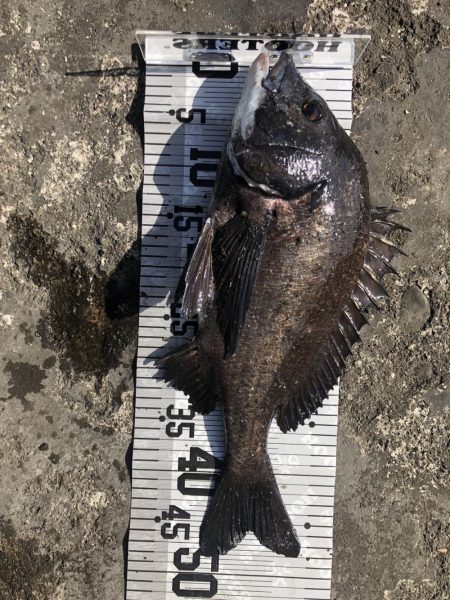 イチノ兄弟（兄）釣果！