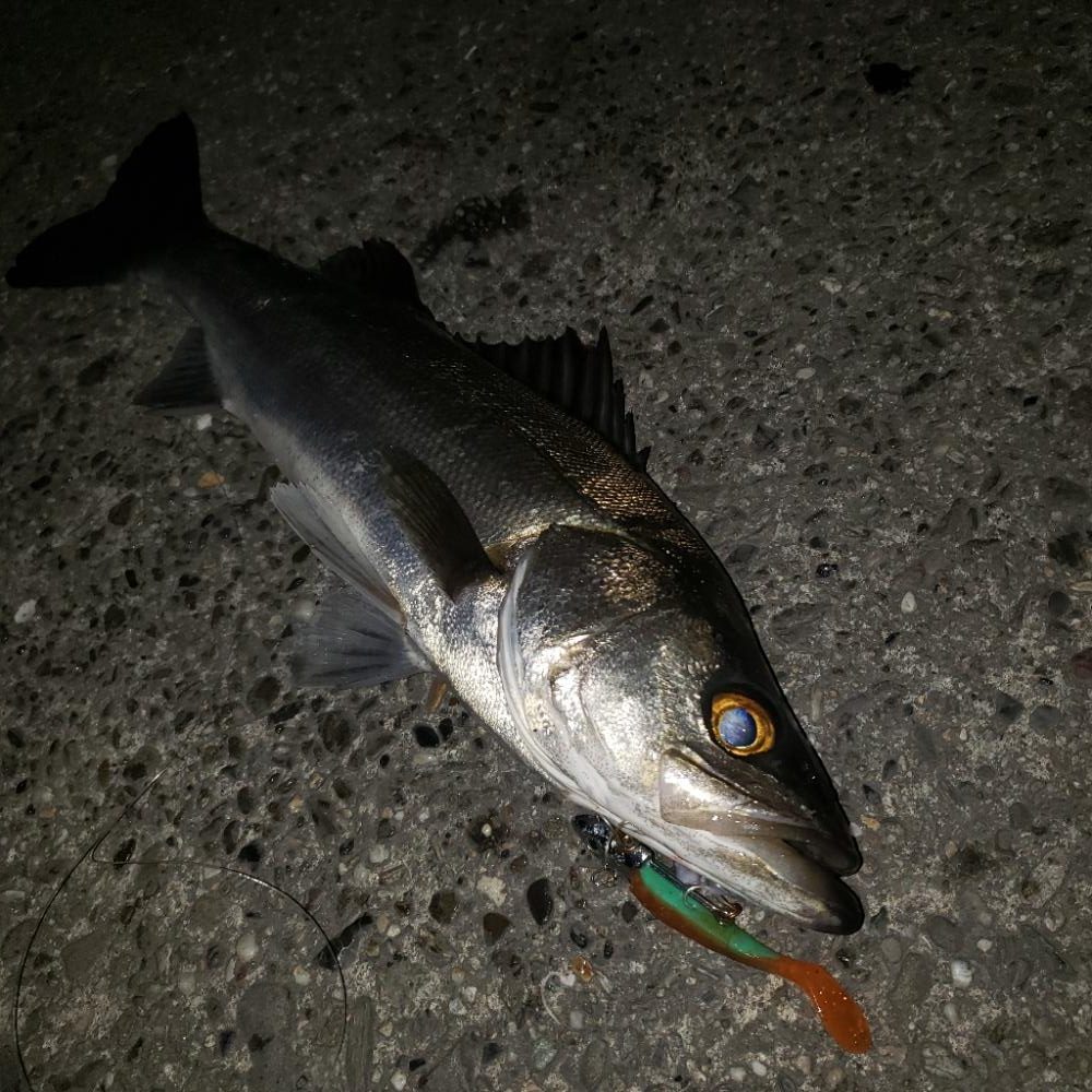 スズキさん久しぶり！