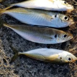 初島漁港　不発(アジング)