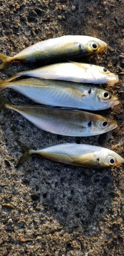 初島漁港 不発(アジング)