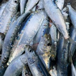 のんびりとサビキ釣り⁈