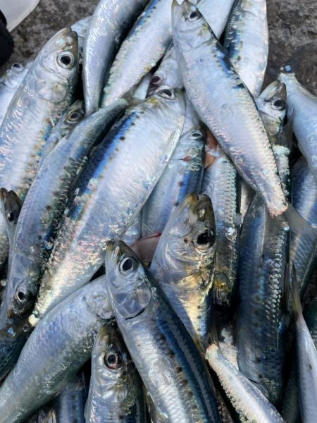 のんびりとサビキ釣り⁈