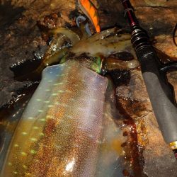 激渋エギングin対馬