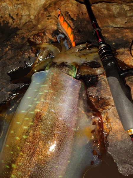 激渋エギングin対馬