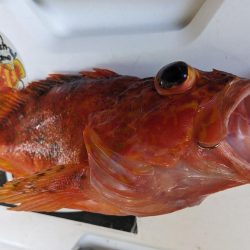 根魚は安定の釣果です