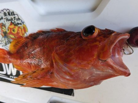 根魚は安定の釣果です