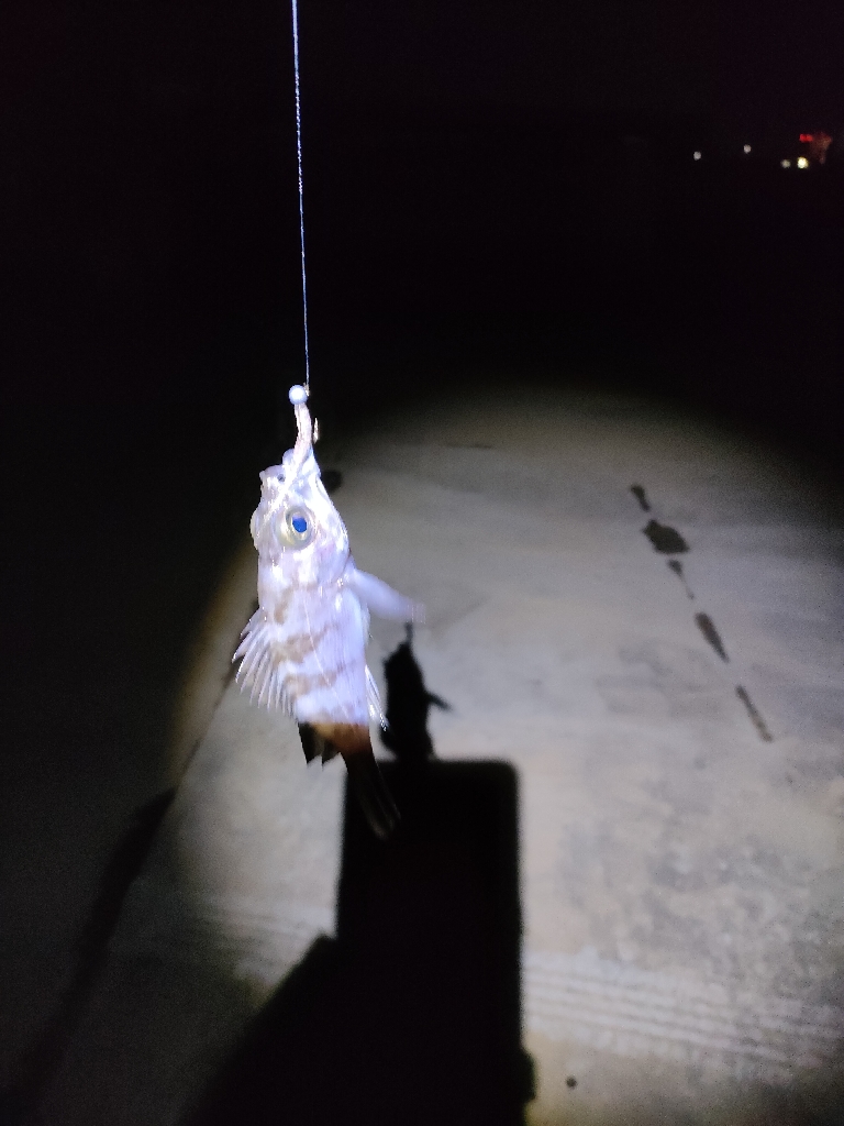 ニヶ月ぶりの釣行