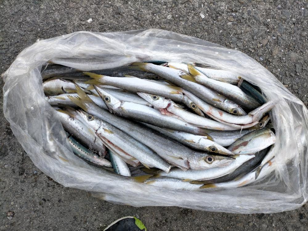 カマス大爆釣 MAX39センチ