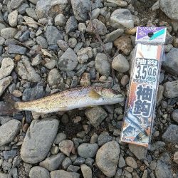 アマゴとニジマスと✨