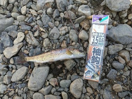 アマゴとニジマスと✨