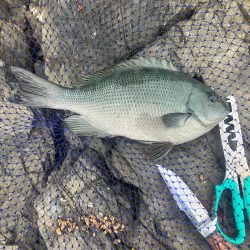 たかたか釣り日記