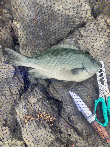 たかたか釣り日記