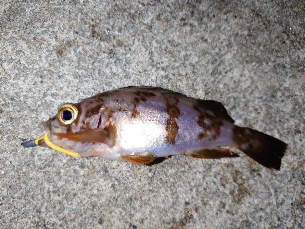 今季初メバリング