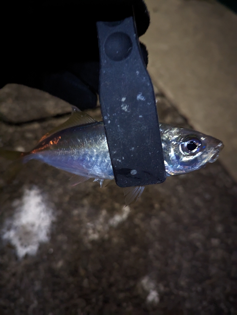 陸っぱり釣行記