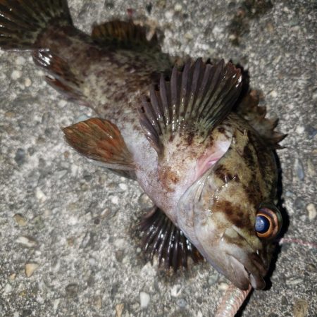 穴釣りも渋い時期