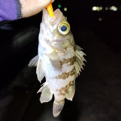 ’23初メバリングは夜光虫で激シブ