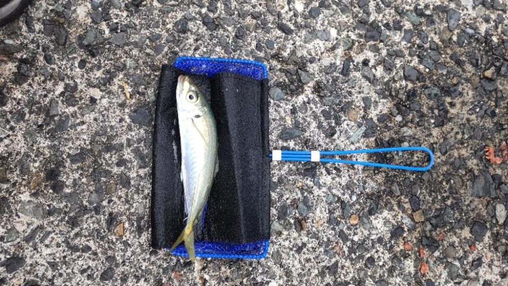 アジ回遊あり！