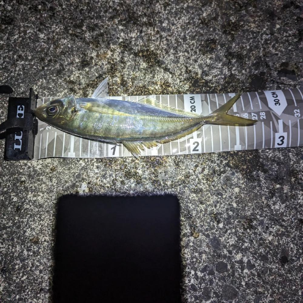 陸っぱり釣行記